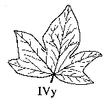 IVy logo
